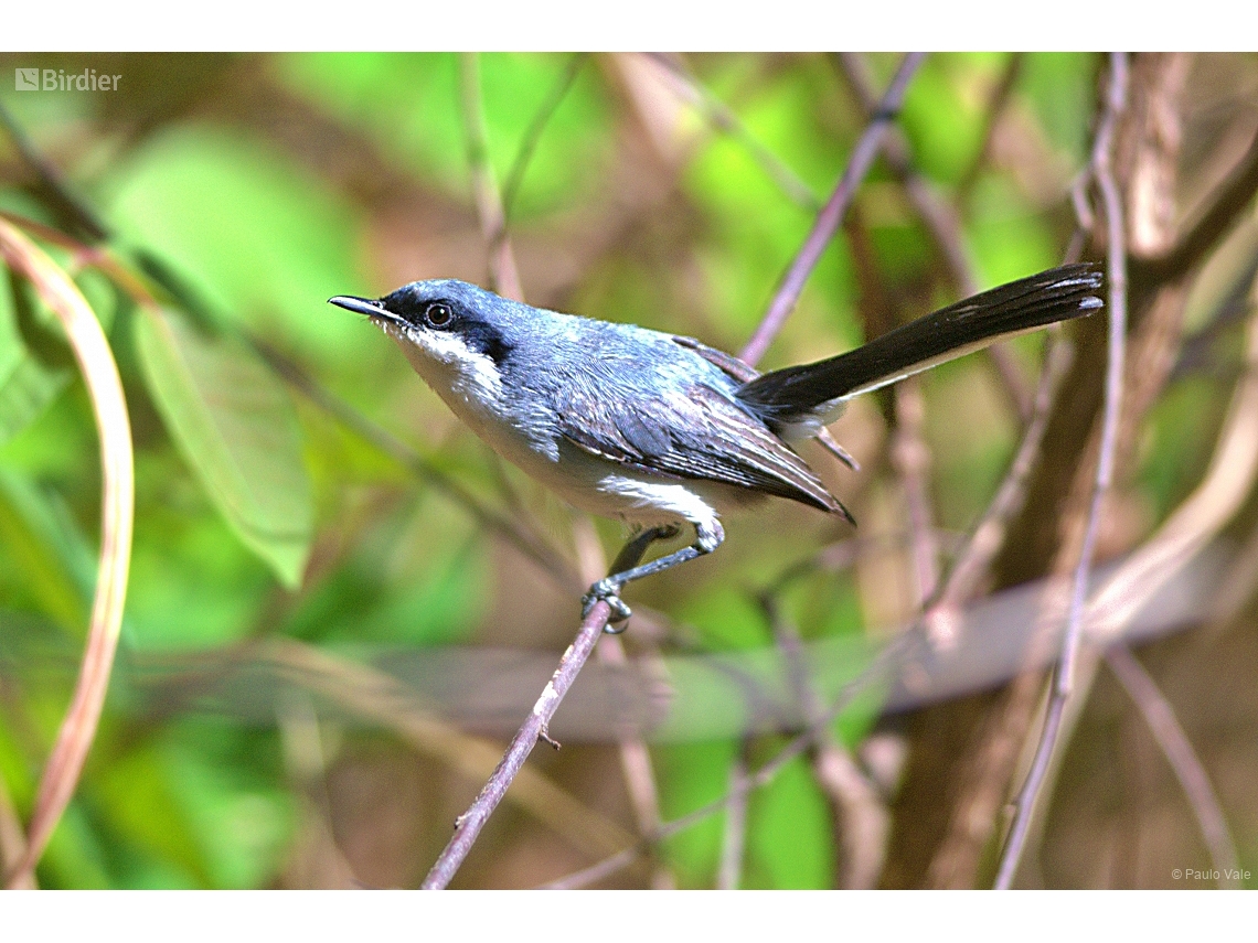 Polioptila dumicola