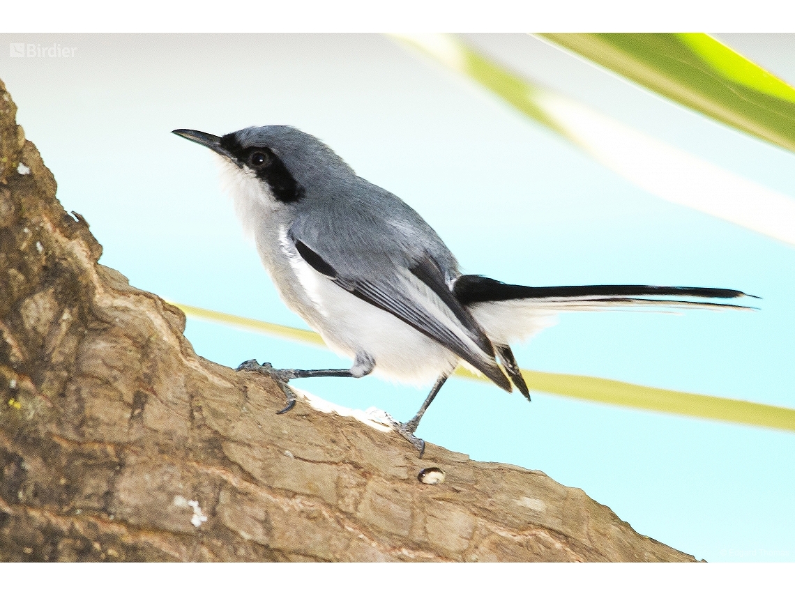 Polioptila dumicola