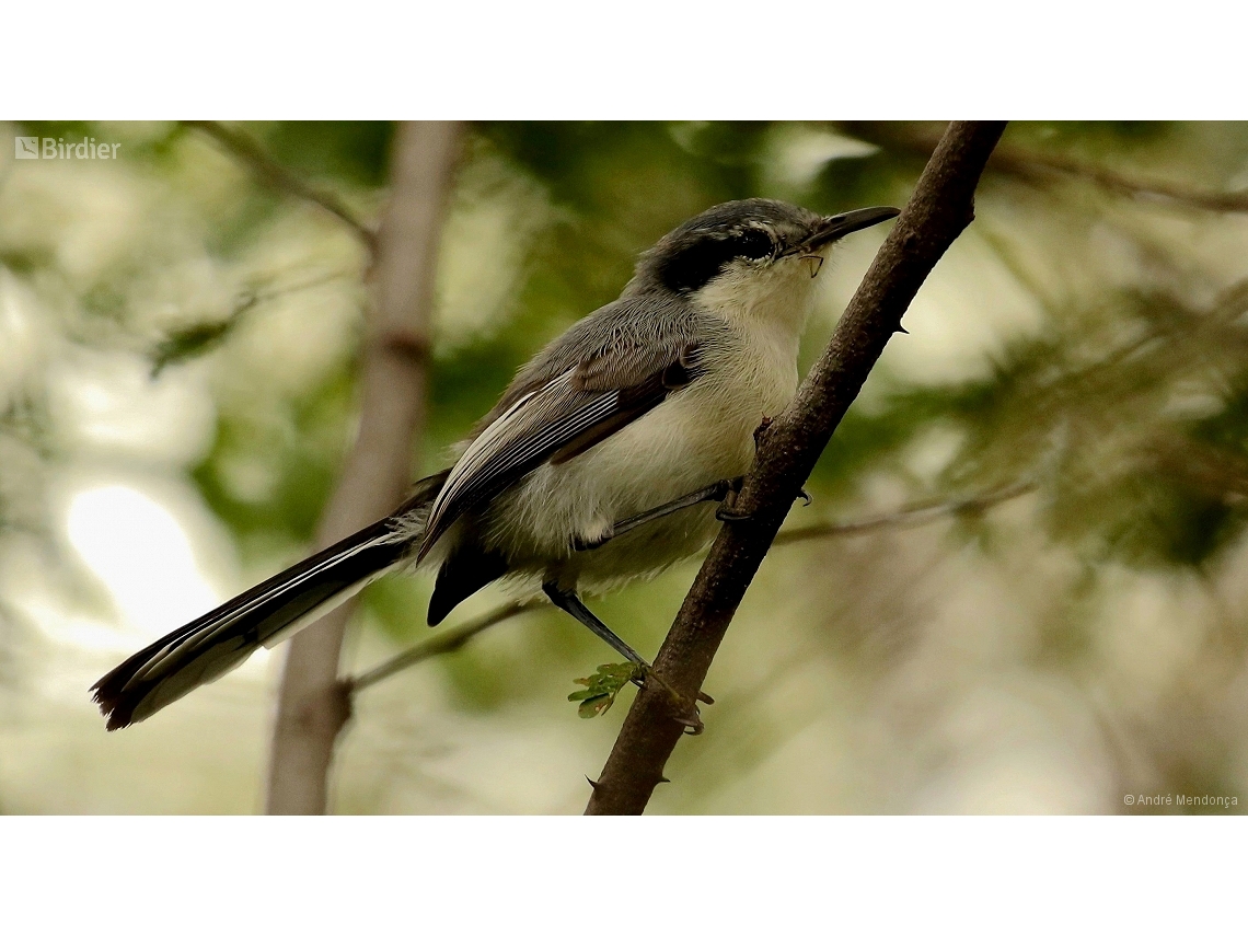 Polioptila atricapilla