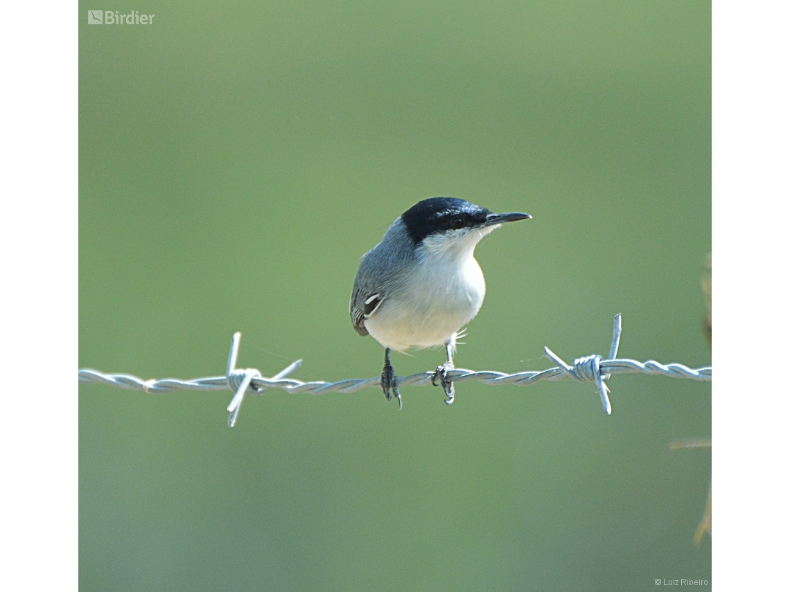 Polioptila atricapilla