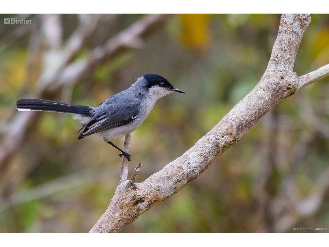 Polioptila atricapilla