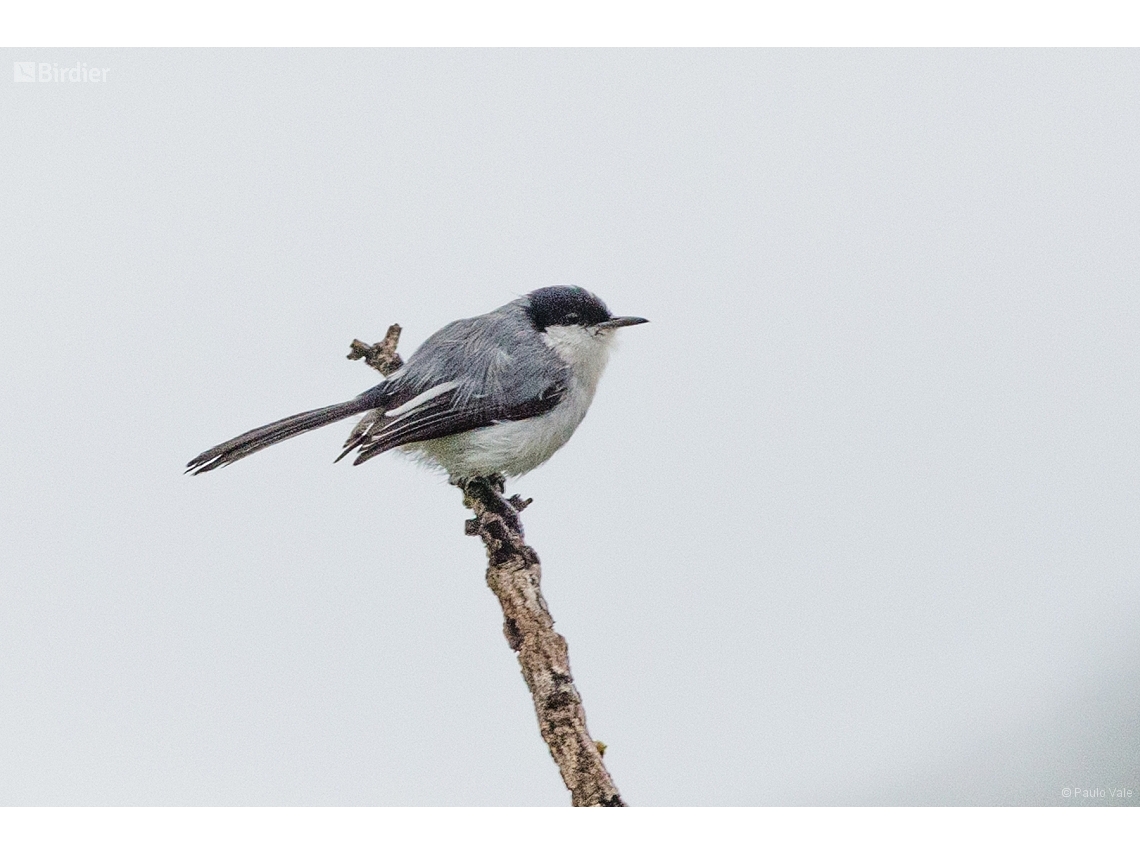 Polioptila atricapilla