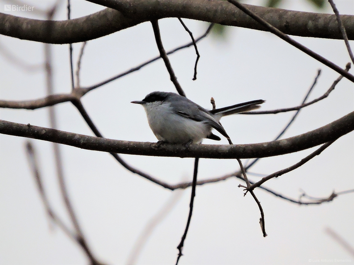 Polioptila dumicola