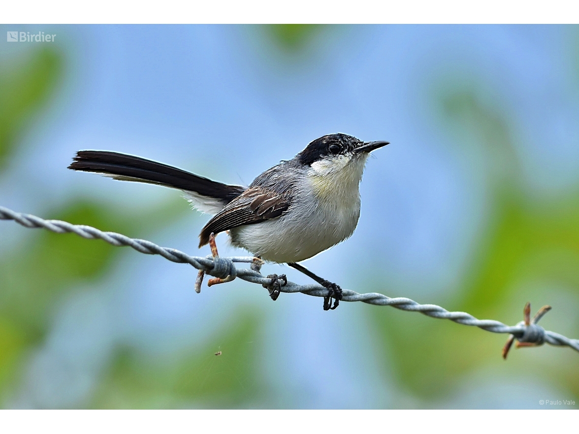 Polioptila atricapilla