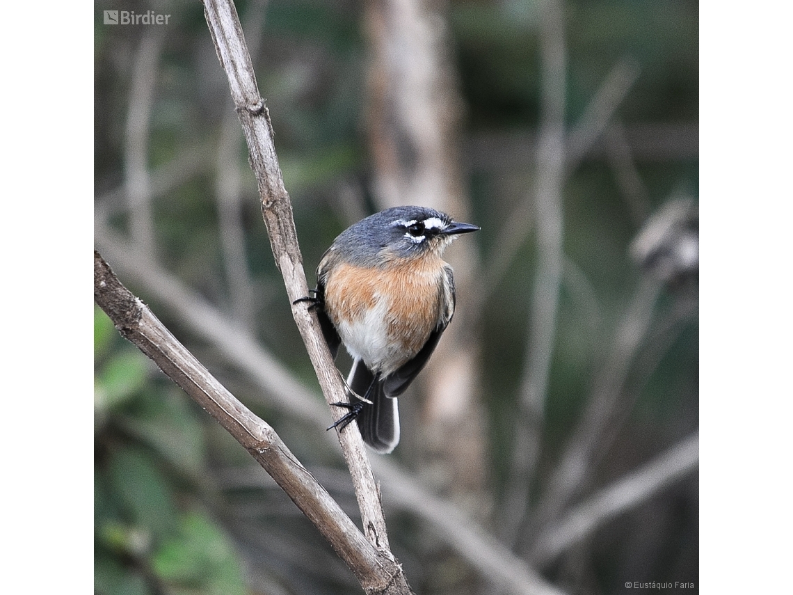 Polystictus superciliaris