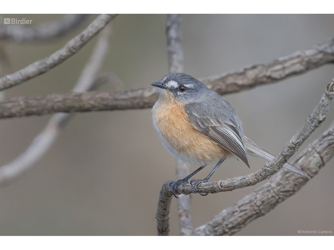Polystictus superciliaris