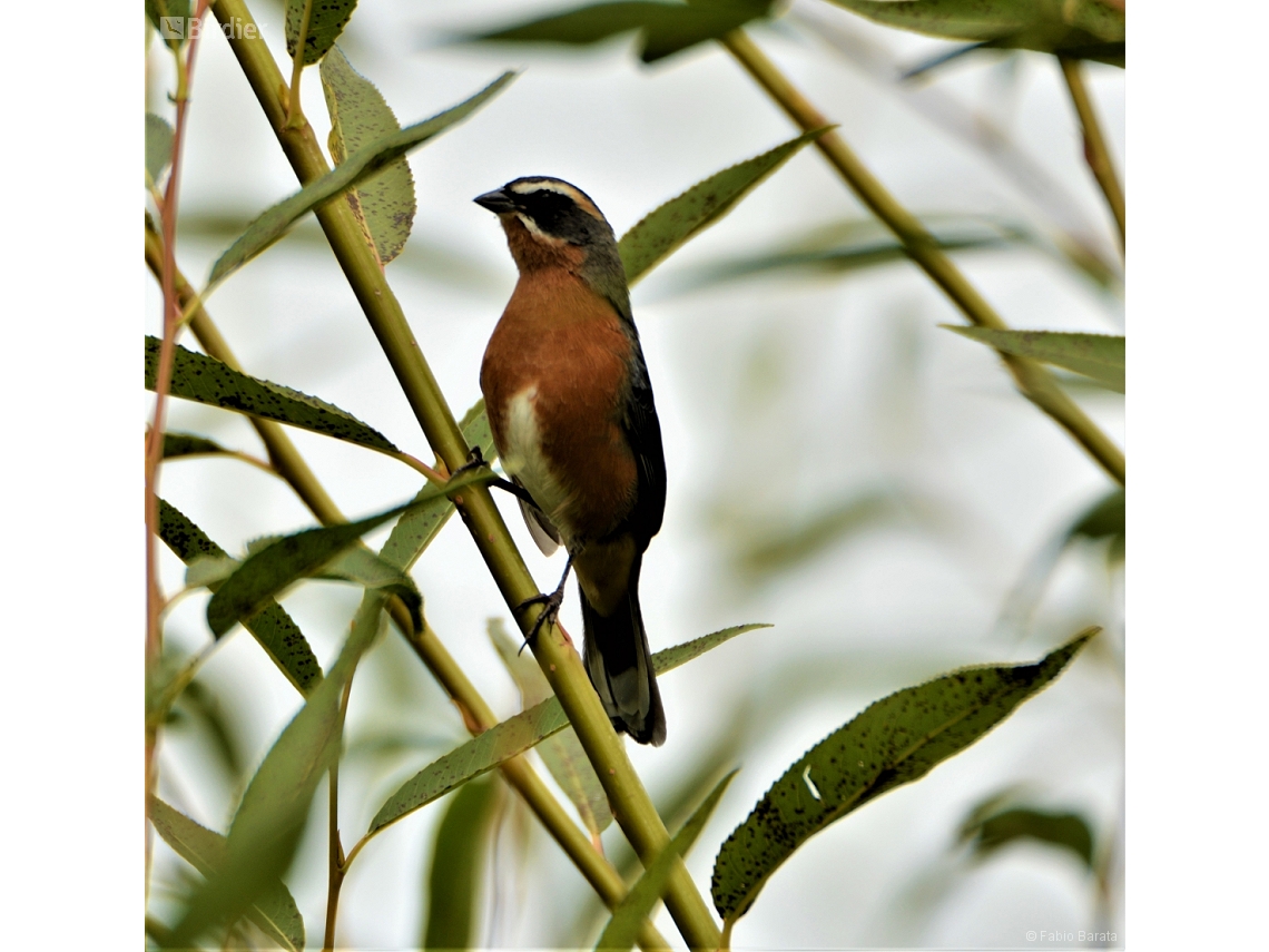 Poospiza nigrorufa