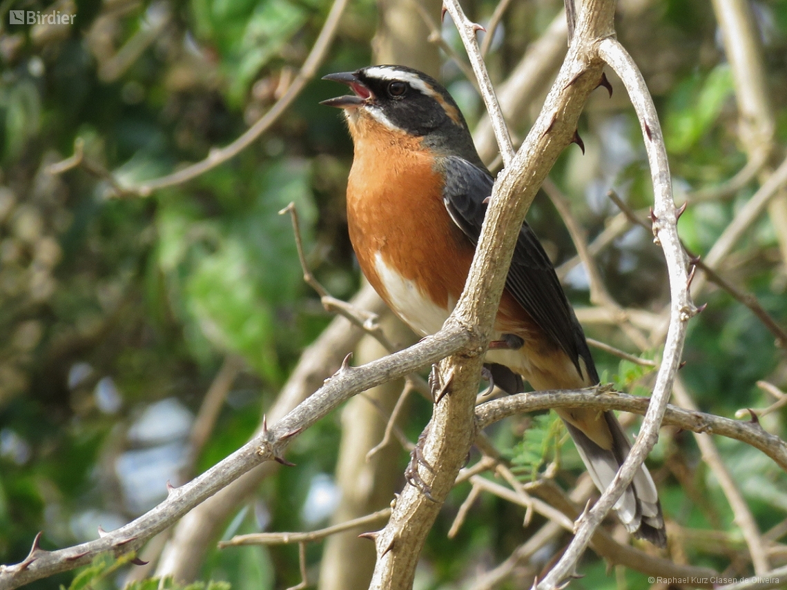 Poospiza nigrorufa