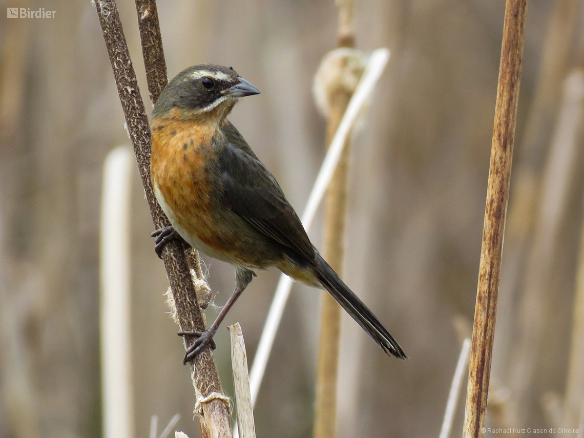 Poospiza nigrorufa