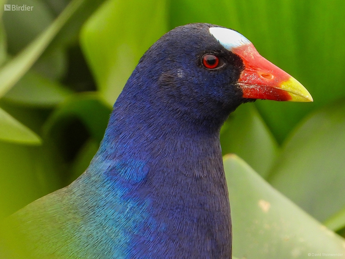 Porphyrio martinica