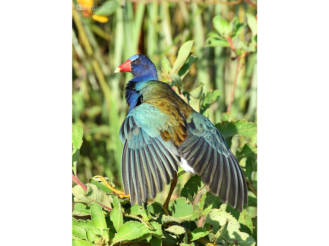 Porphyrio martinica