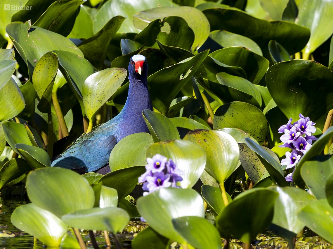 Porphyrio martinica