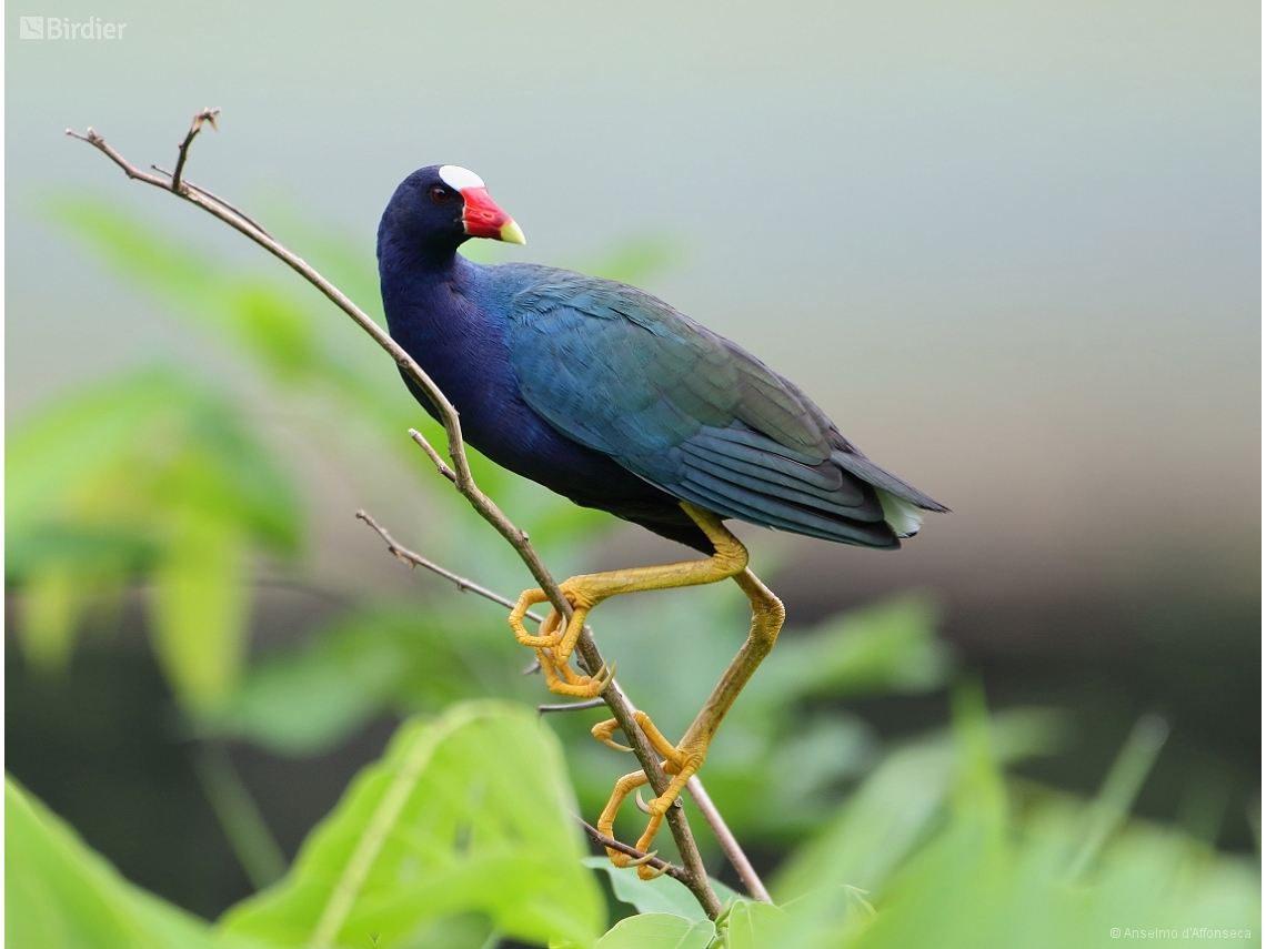Porphyrio martinica