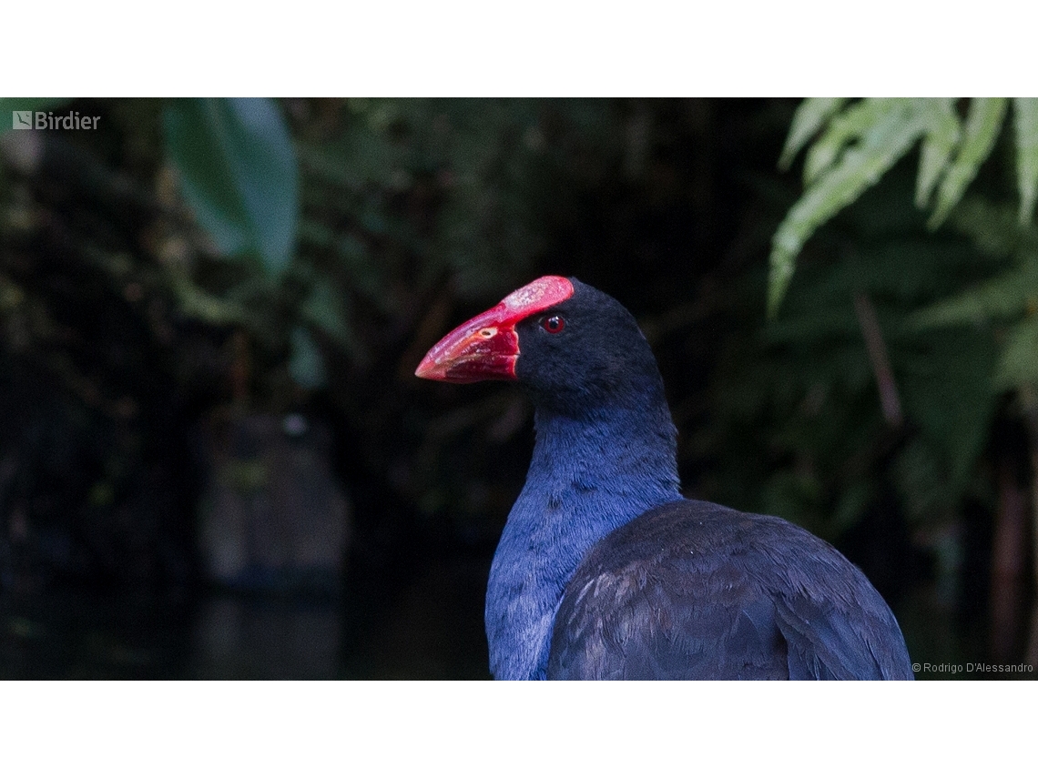 Porphyrio porphyrio