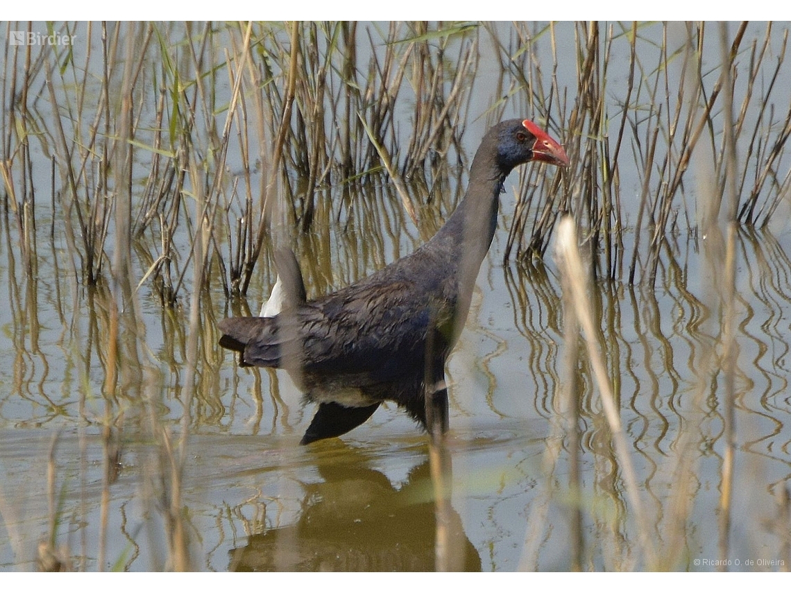Porphyrio porphyrio