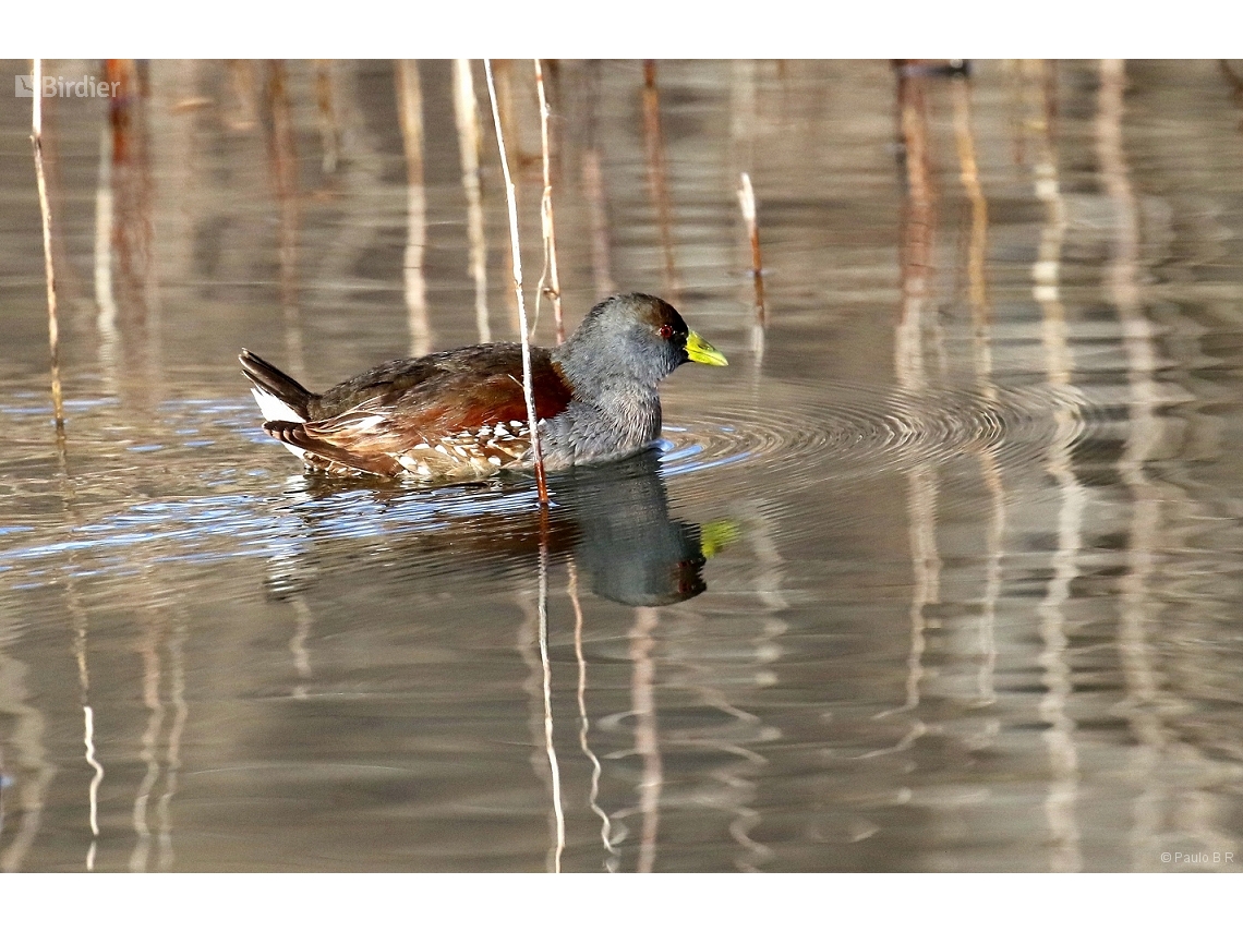 Porphyriops melanops