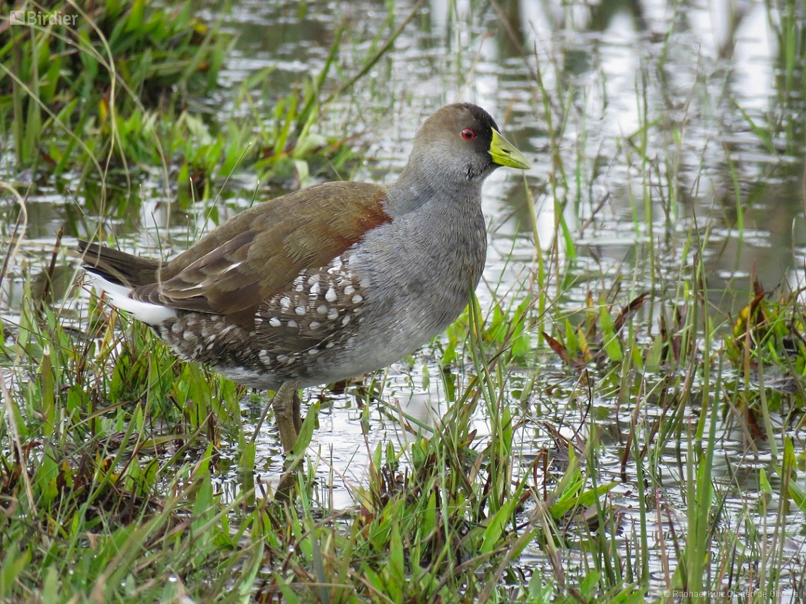 Porphyriops melanops