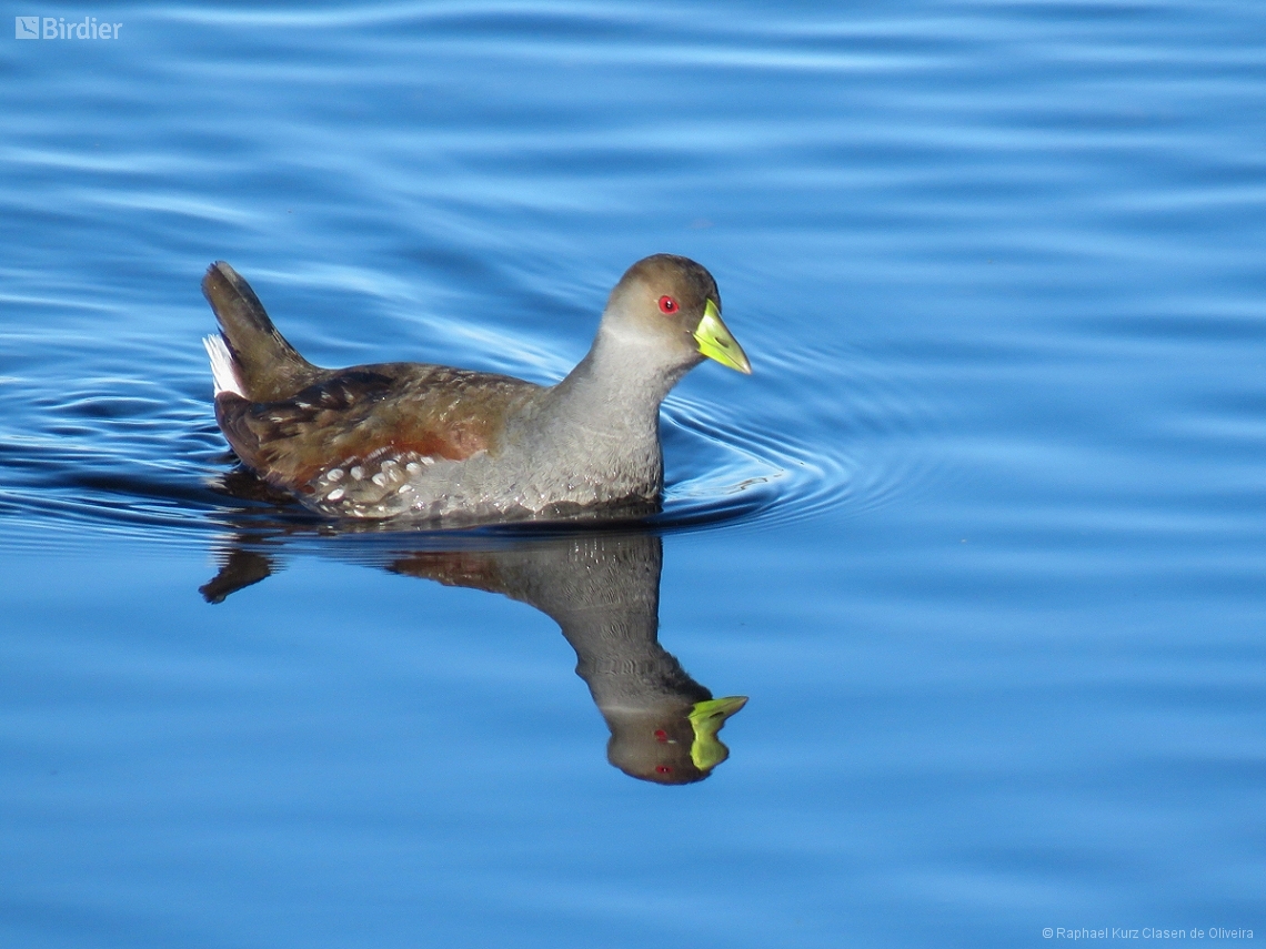 Porphyriops melanops