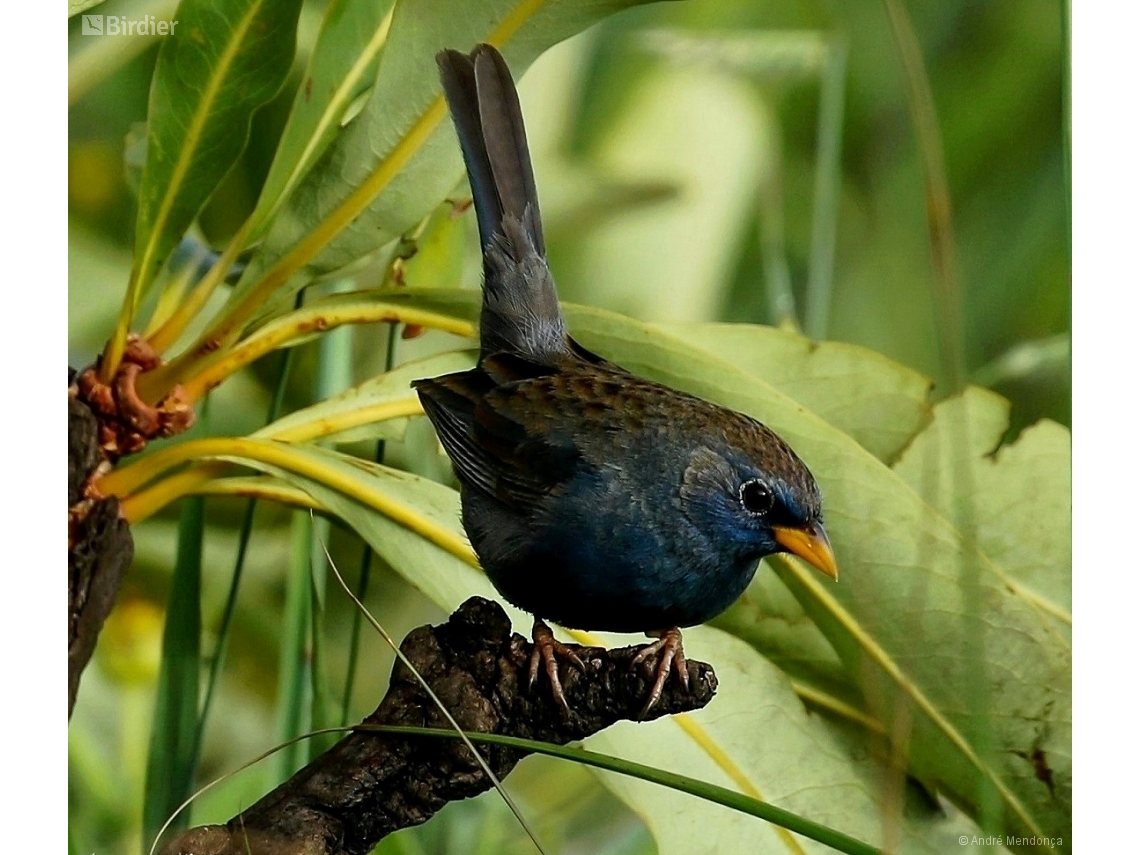 Rhopospina caerulescens