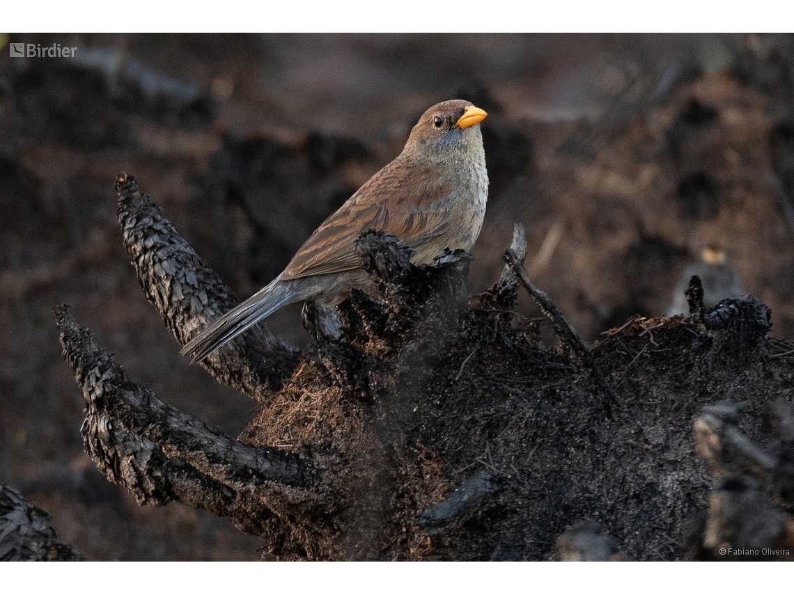 Rhopospina caerulescens