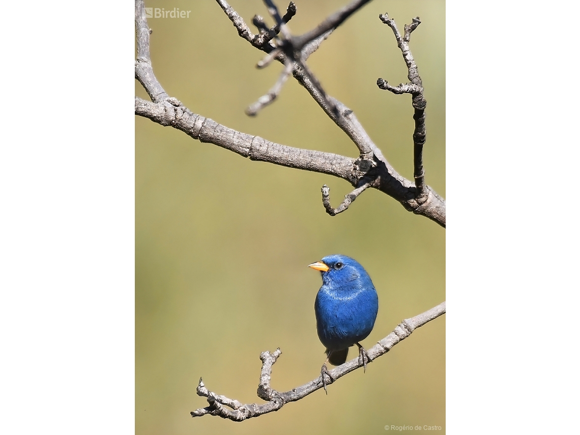 Rhopospina caerulescens