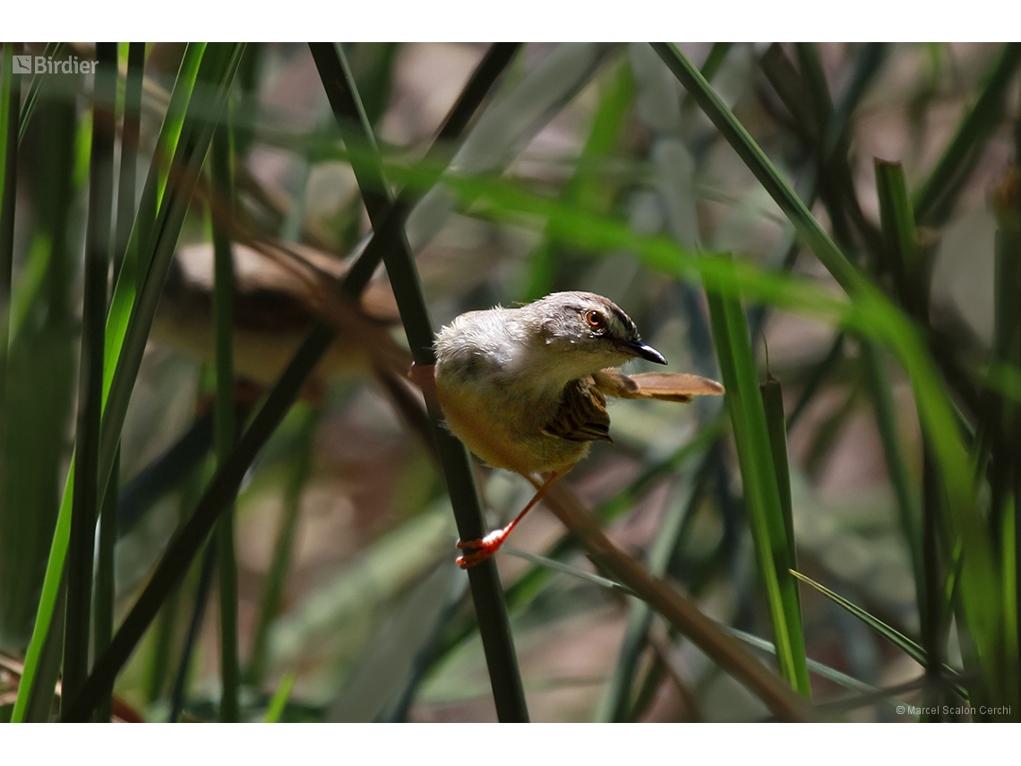Prinia subflava