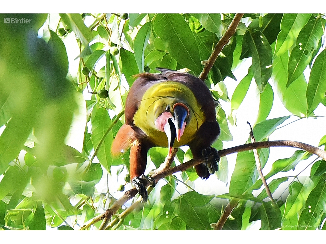 Psarocolius bifasciatus