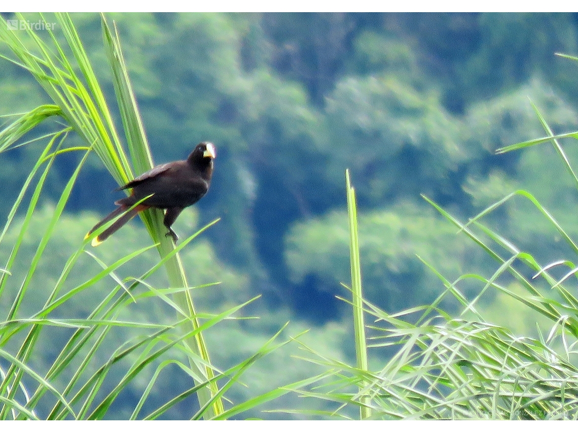 Psarocolius decumanus