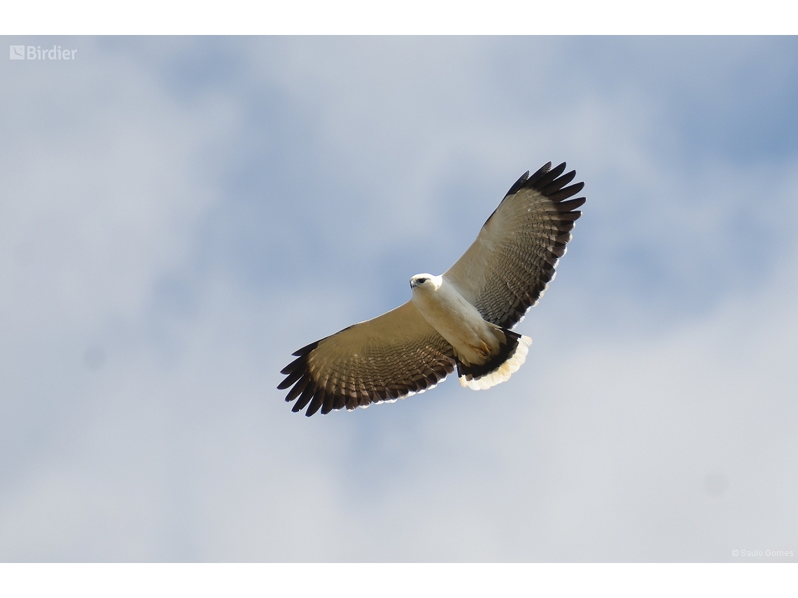 Pseudastur albicollis