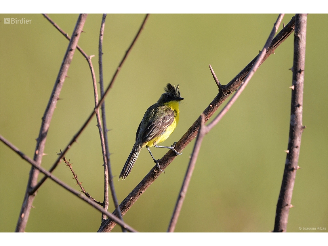Pseudocolopteryx sclateri