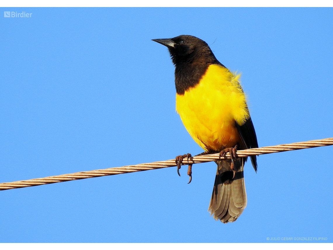 Pseudoleistes guirahuro