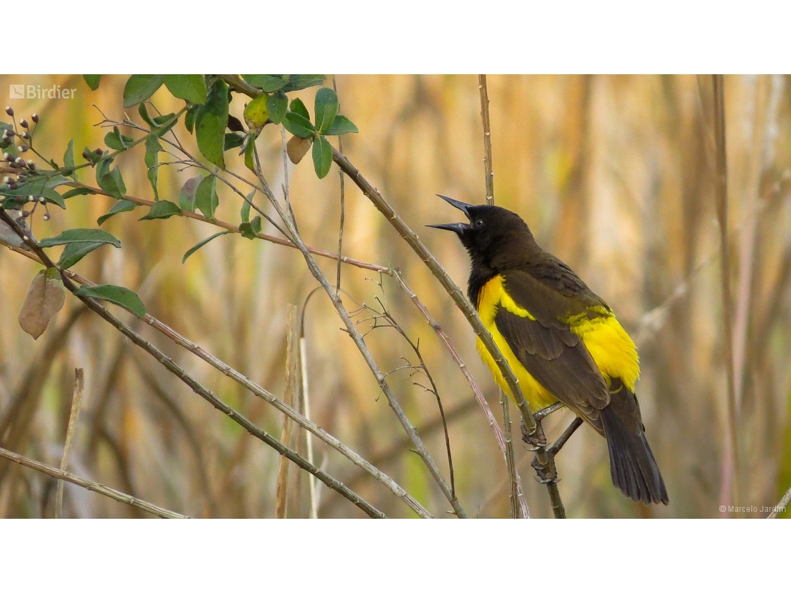 Pseudoleistes guirahuro