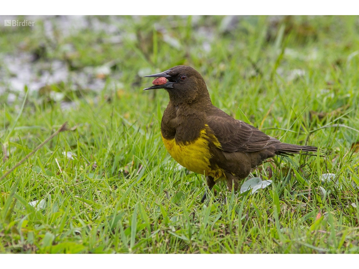 Pseudoleistes virescens
