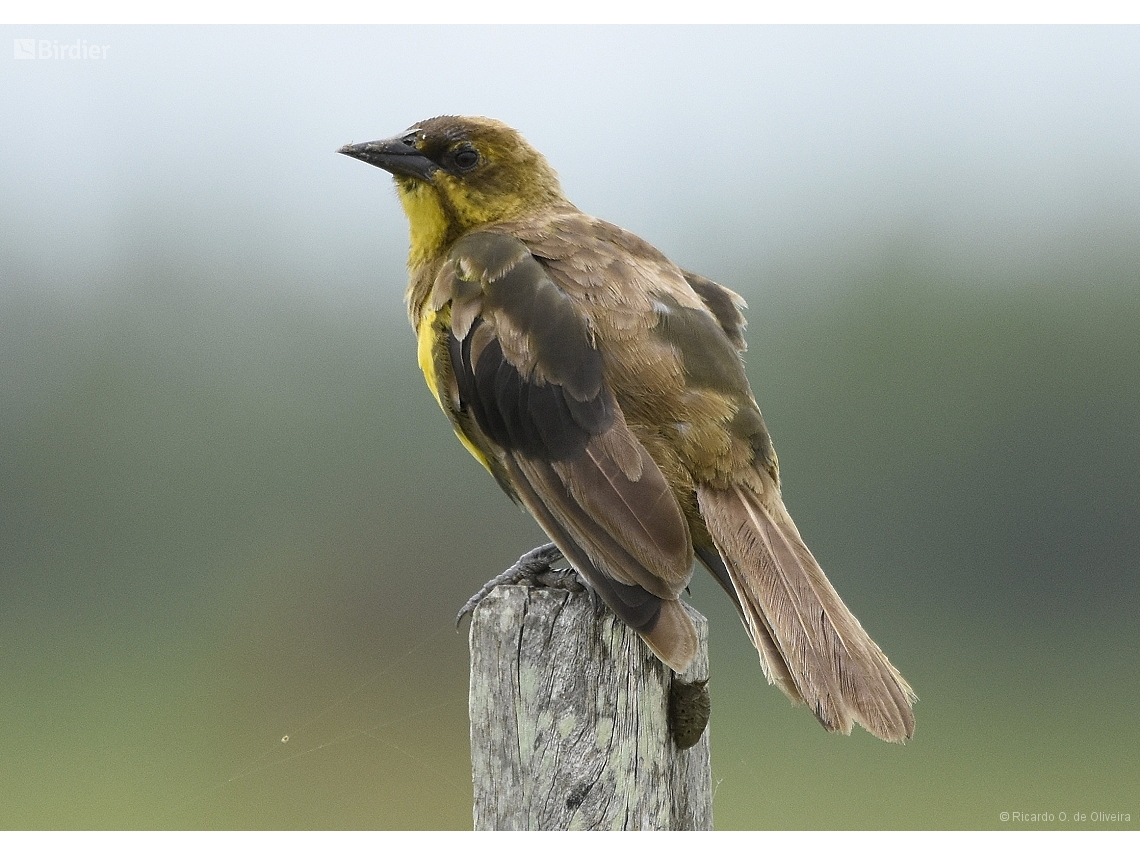 Pseudoleistes virescens