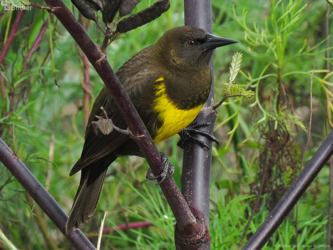 Pseudoleistes virescens