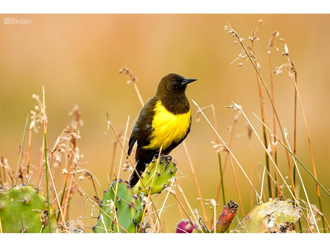 Pseudoleistes virescens