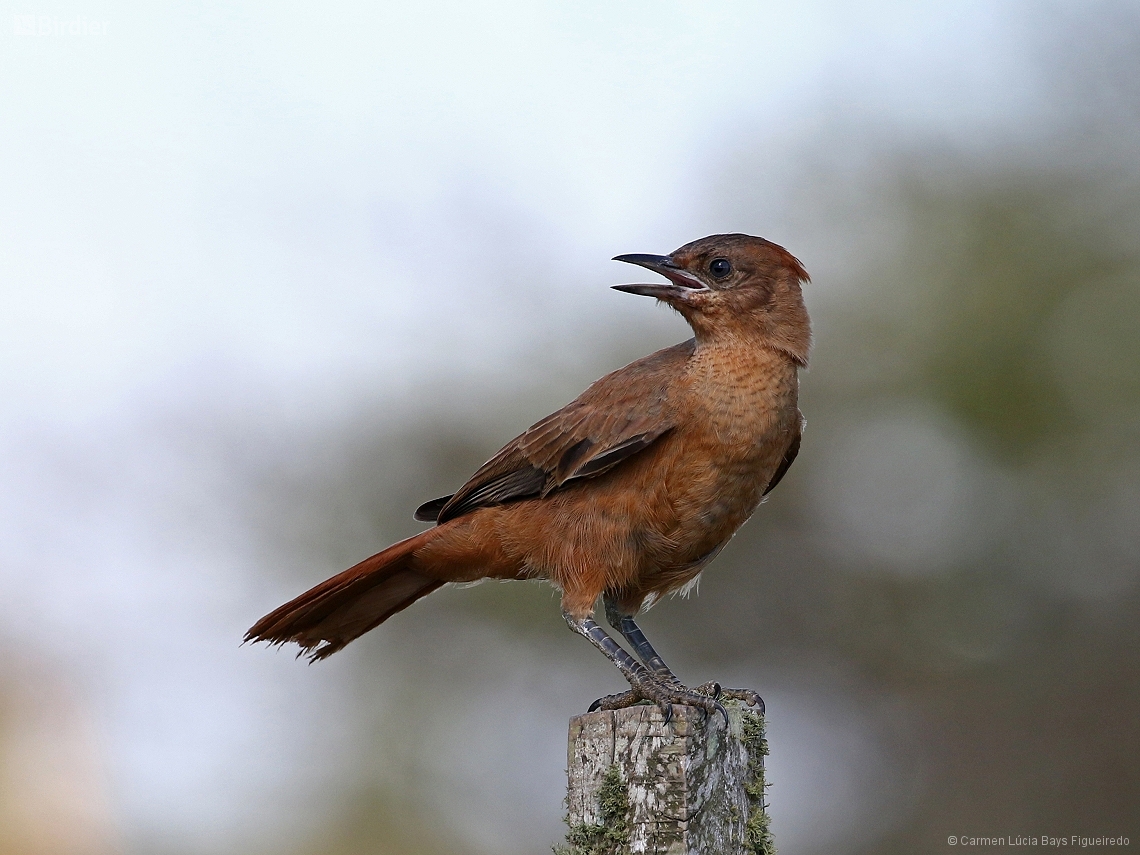 Pseudoseisura lophotes