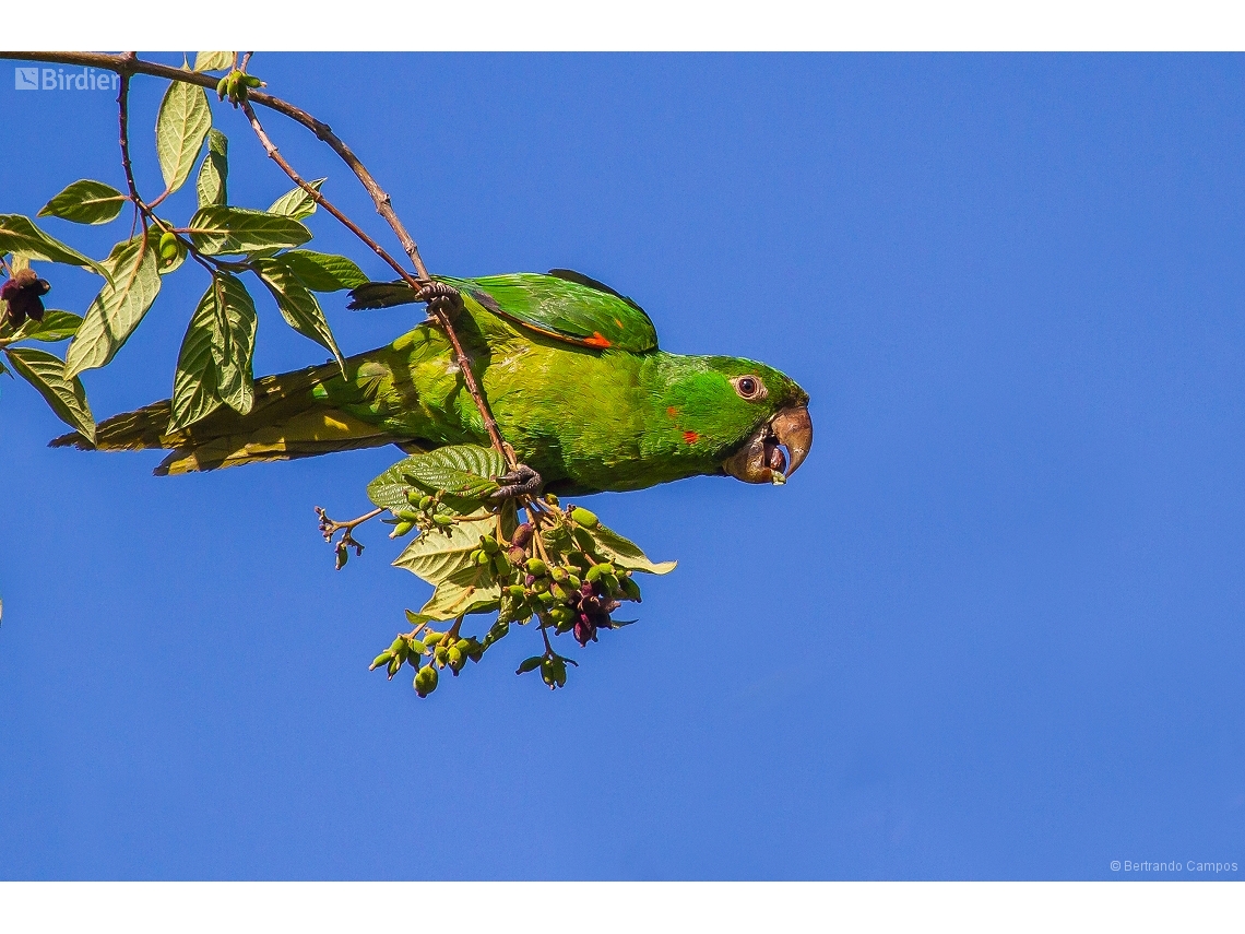 Psittacara leucophthalmus
