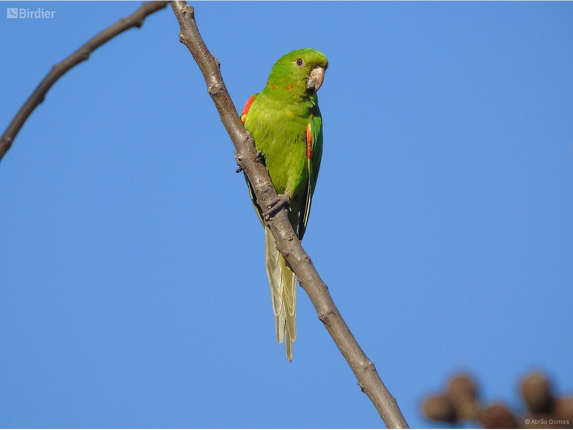 Psittacara leucophthalmus