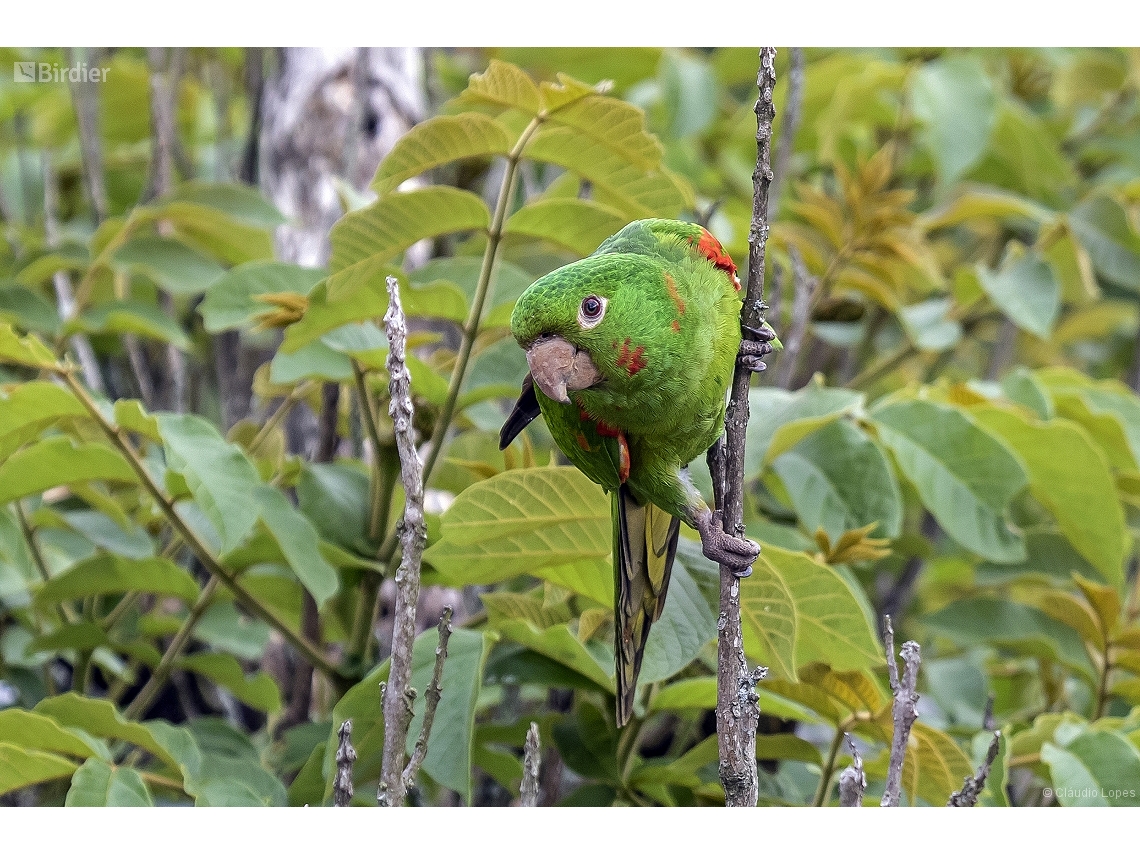 Psittacara leucophthalmus