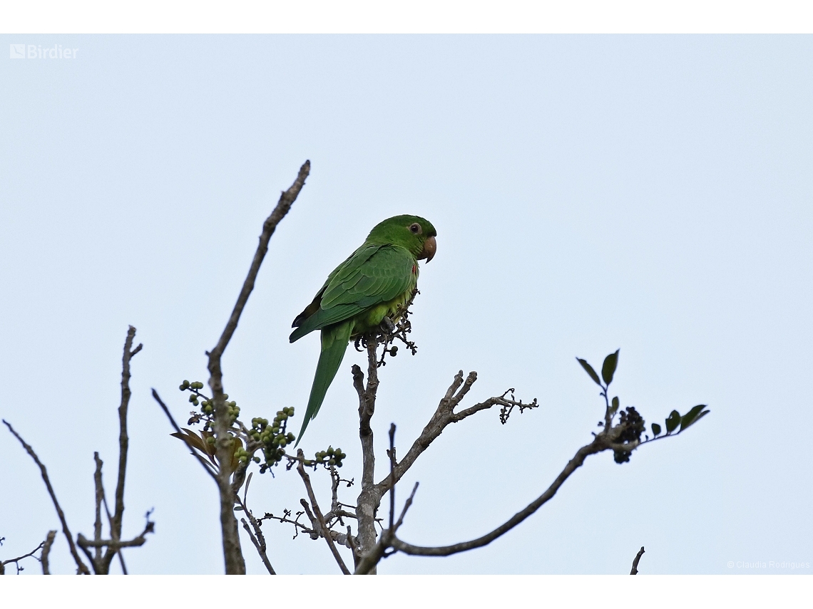 Psittacara leucophthalmus