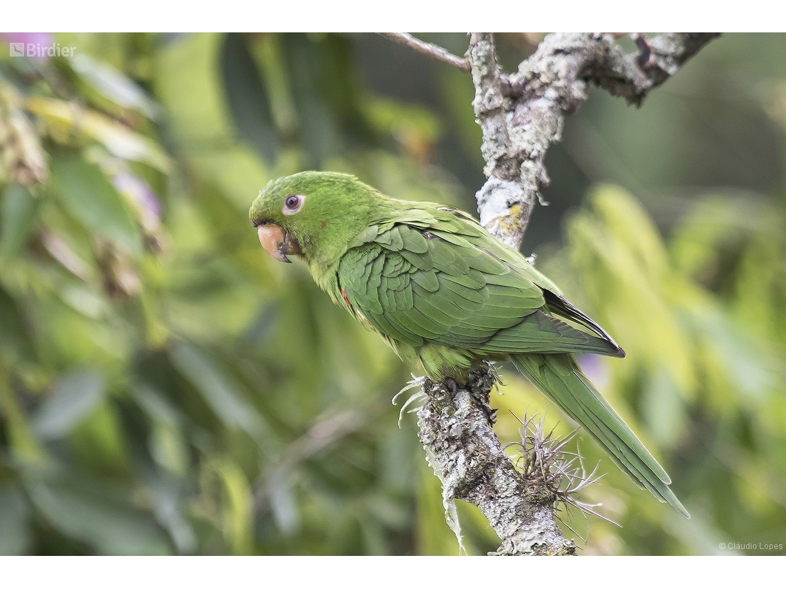 Psittacara leucophthalmus
