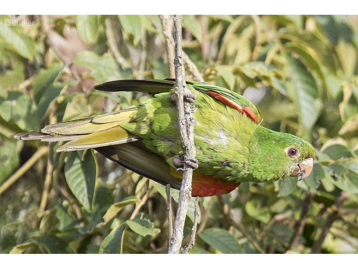 Psittacara leucophthalmus