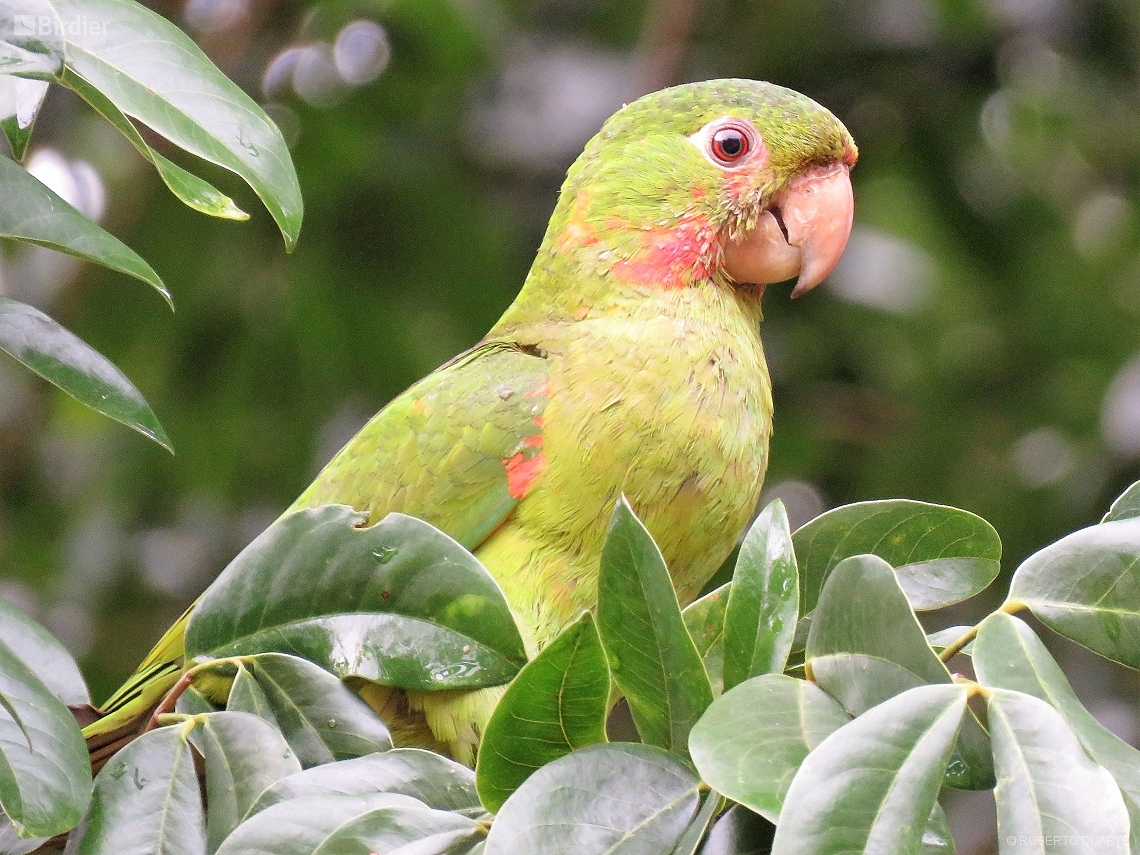 Psittacara leucophthalmus