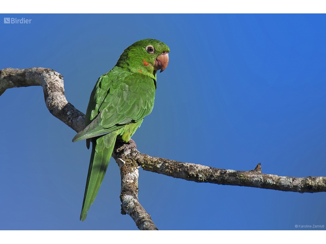 Psittacara leucophthalmus