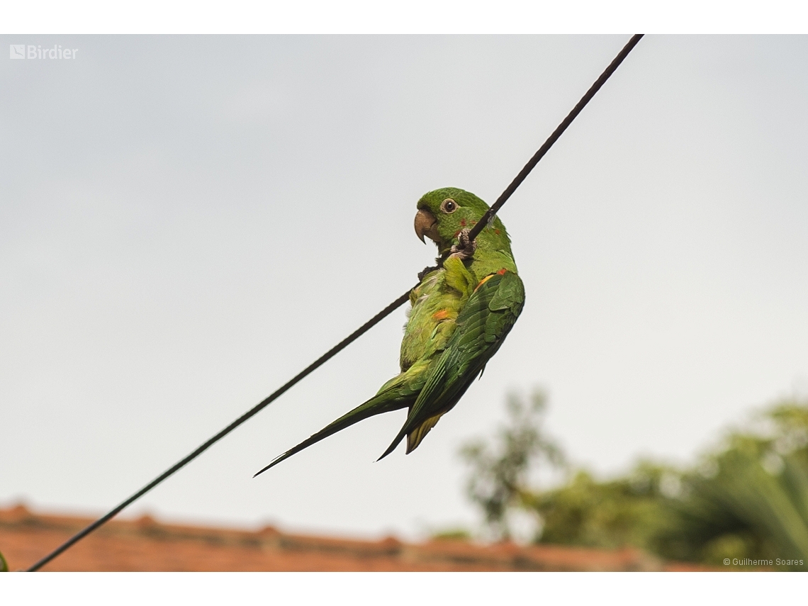Psittacara leucophthalmus