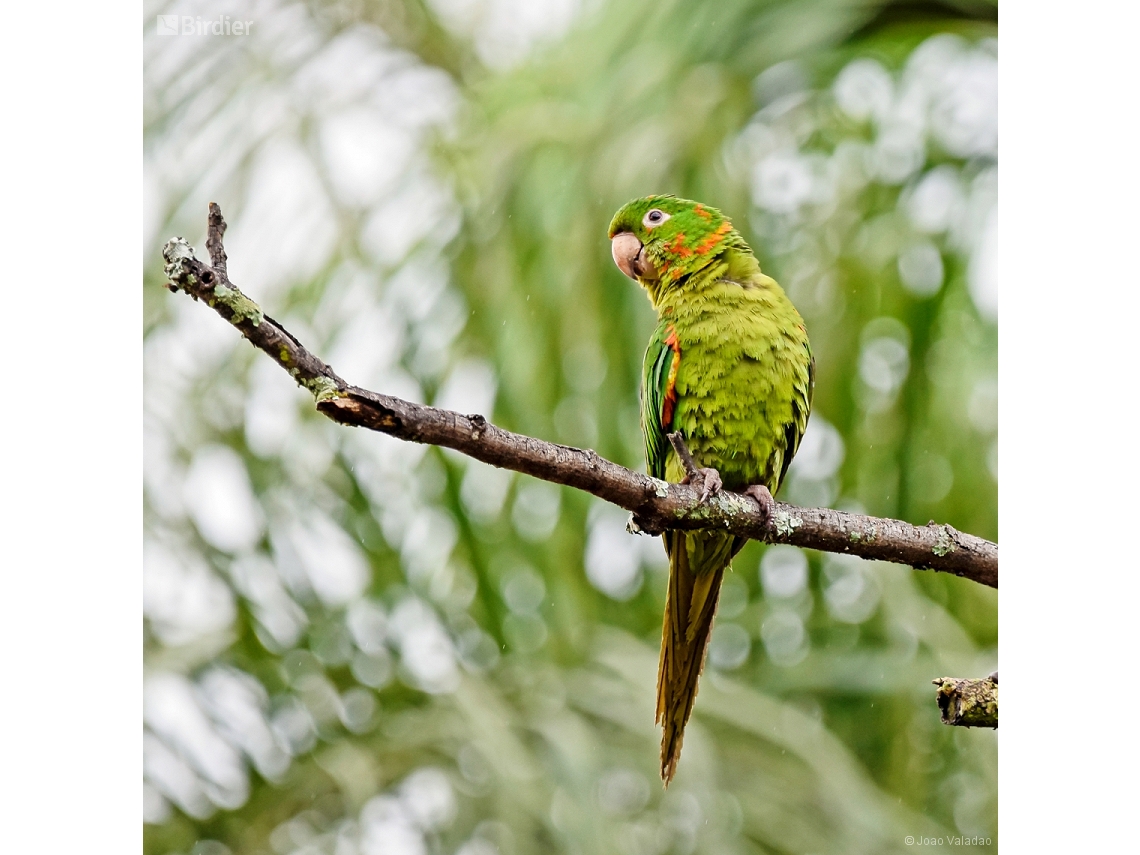 Psittacara leucophthalmus