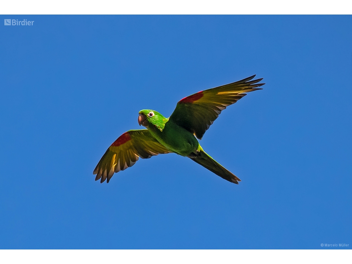 Psittacara leucophthalmus