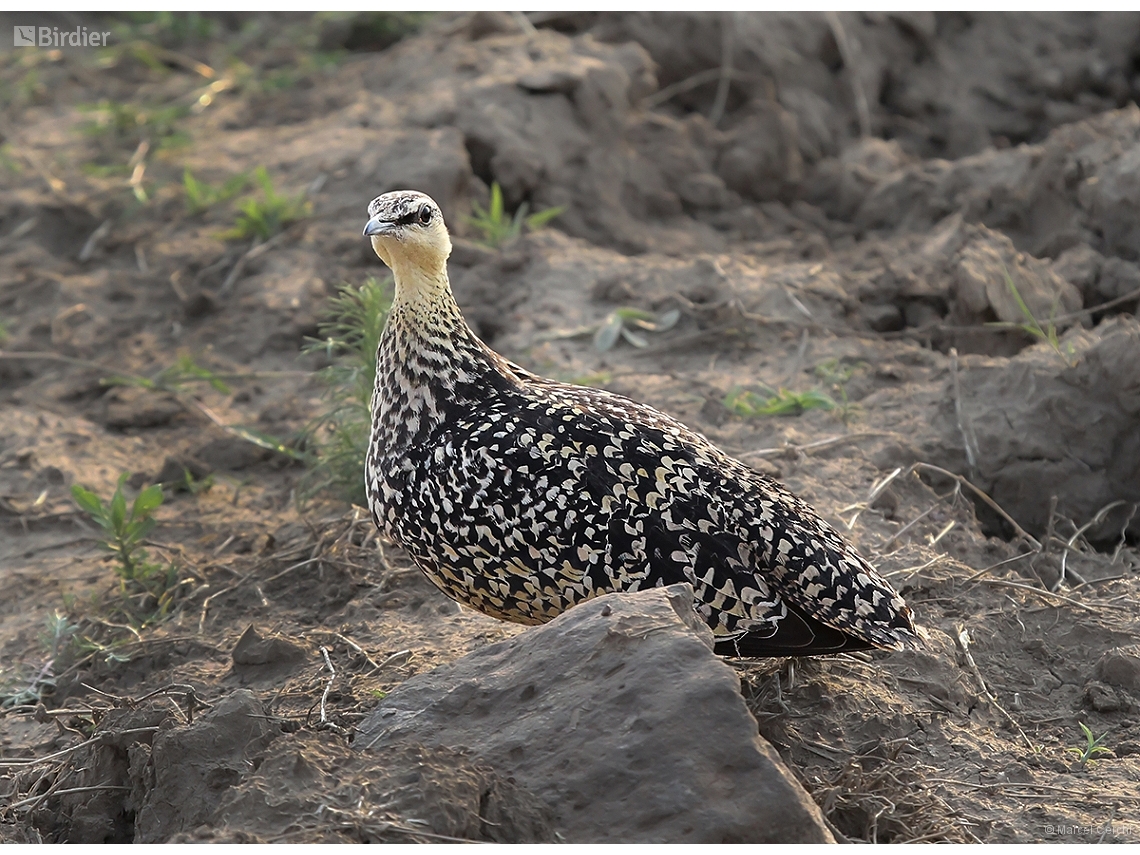 Pterocles gutturalis