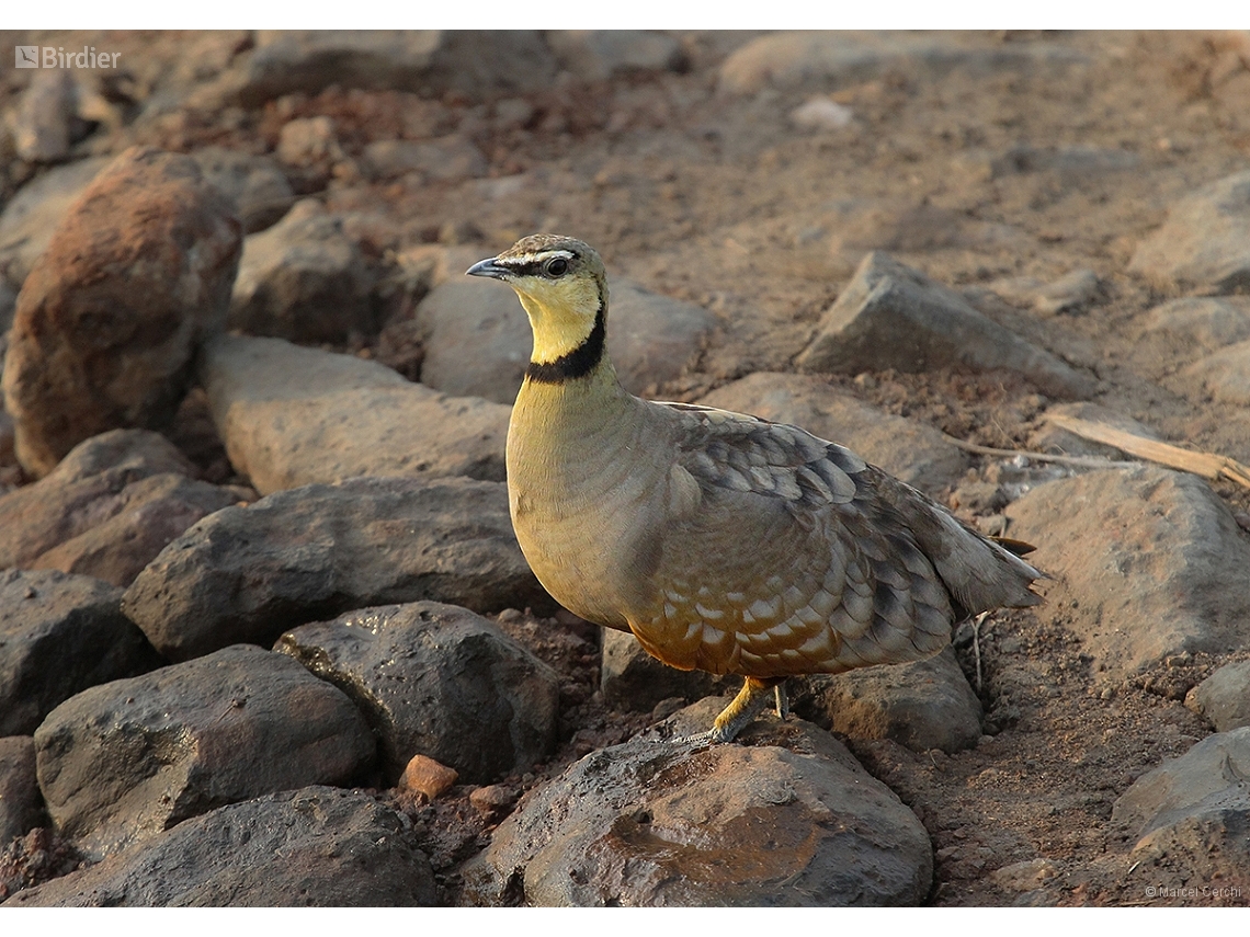Pterocles gutturalis